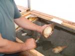A farmed geoduck