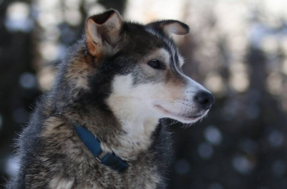 retired sled dogs