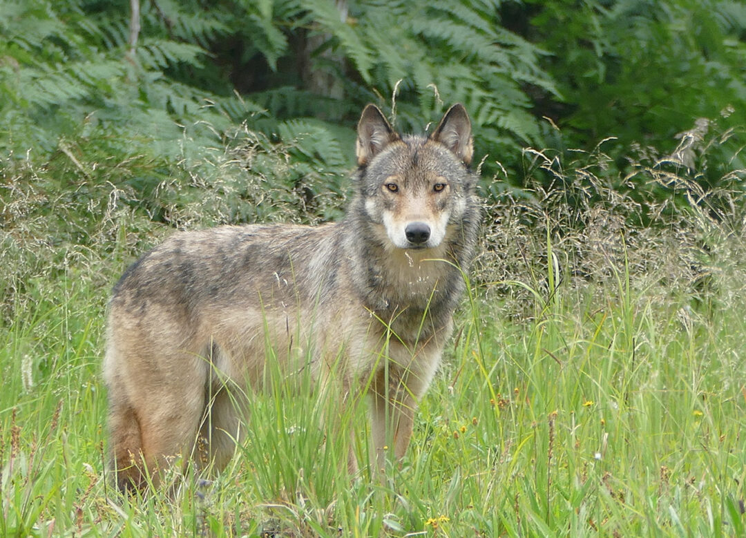 31-day wolf-trapping season set to begin on Prince of Wales Island - KRBD